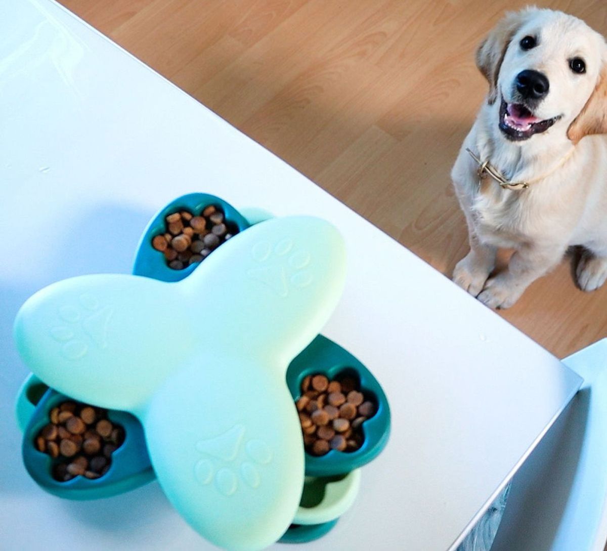 Aktivitetsleke til Hund