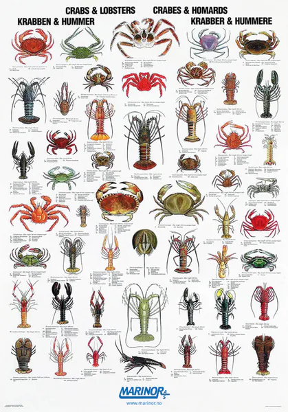 Hovedbilde Plakat - Krabbe & Hummer - Glanset & Laminert - ...